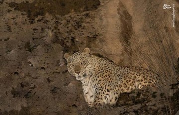عکس | مشاهده پلنگ ایرانی در پارک ملی تندوره