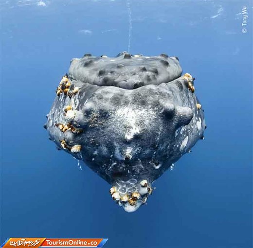 موزه تاریخ طبیعی لندن