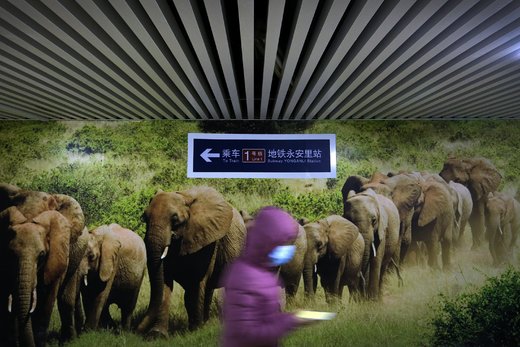 عبور فیل‌ها از یک گردشگاه زیرزمینی در پکن