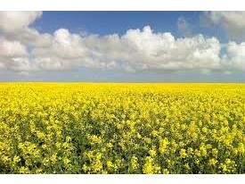 پیش بینی برداشت ۲۵۴ تنی کلزا در  شالیزارهای بابلسر 