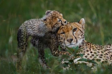 عکس | بازی توله یوزپلنگ با مادرش در عکس روز نشنال جئوگرافیک 