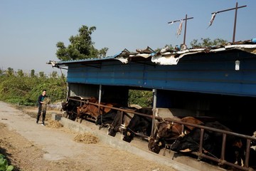 کشتی با گاو در چین
