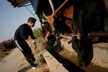 کشتی با گاو در چین