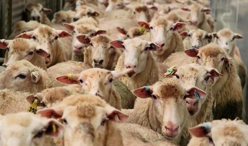 تفاوت گوشت گوسفند از چوبداری تا قصابی/ دام زنده کیلویی زیر ۳۰ هزار تومان است