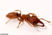 مورچه دراکولا، سریع‌ترین حیوان روی زمین با سرعت ۳۲۱ کیلومتر/ عکس