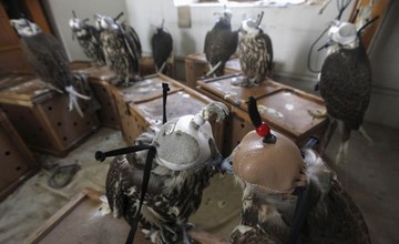 کشف قاچاق شاهین در شهر کراچی پاکستان