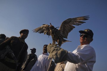 کشف قاچاق شاهین در پاکستان