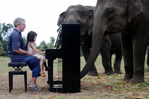 نواختن موسیقی برای فیلها در تایلند