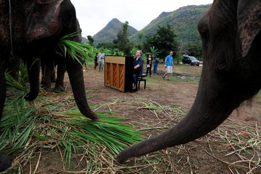 نواختن موسیقی برای فیلها در تایلند