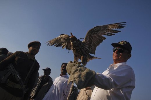 کشف قاچاق شاهین در پاکستان