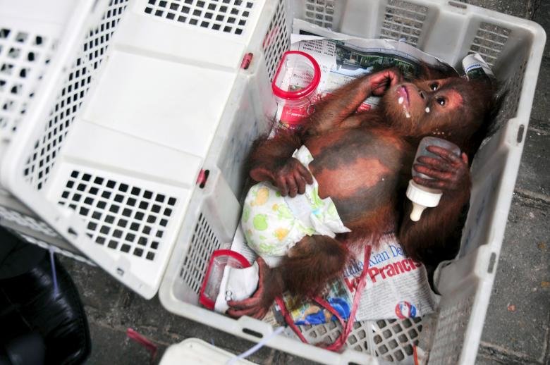 کشف عجیب‌ترین قاچاق‌های حیوانات در دنیا/ تصاویر
