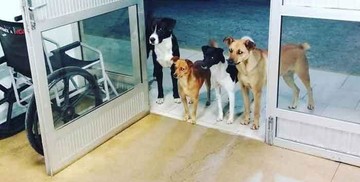 تصاویر | همراهان متفاوت یک بیمار در بیمارستان!