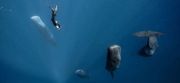 عکس | شنا بین نهنگ‌های خواب‌آلود در عکس روز نشنال جئوگرافیک 