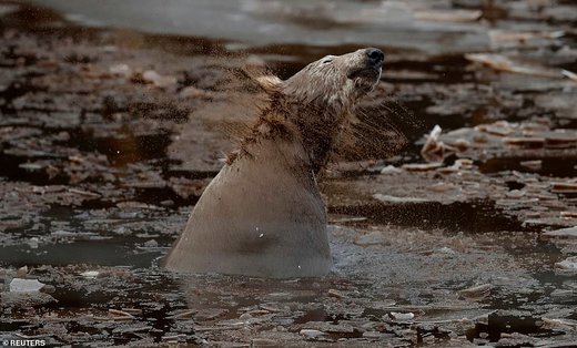 توله خرس قطبی در پارک حیات وحش هایلند