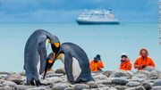 به خطر افتادن جان پنگوئن‌های قطب جنوب با باکتری‌های انسانی