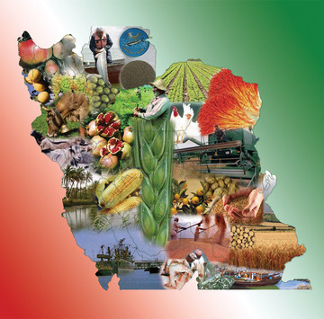وزیر جهاد کشاورزی خبر داد: بهبود ۱.۲ میلیارد دلاری تراز تجاری بخش کشاورزی 

