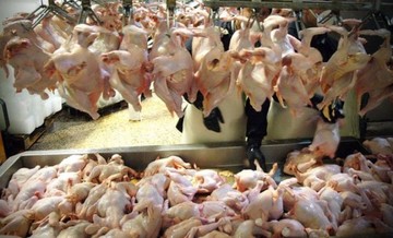 ادامه توزیع مرغ با قیمت ۸ هزار و ۵۰۰ تومان در آذربایجان‌غربی
