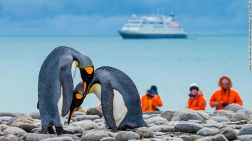 به خطر افتادن جان پنگوئن‌های قطب جنوب با باکتری‌های انسانی 