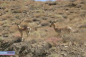 راه‌اندازی شکارگاه‌های مصنوعی در استان اردبیل