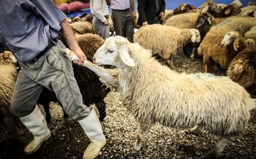 چرا گوشت گران شد؟ قاچاق روزانه یک‌هزار راس دام از کشور