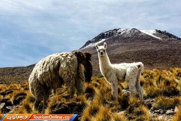 آمریکای جنوبی