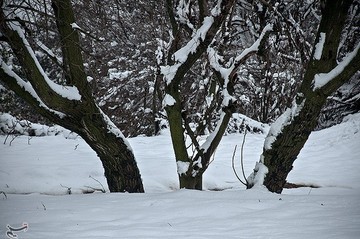 بارش برف در مازندران