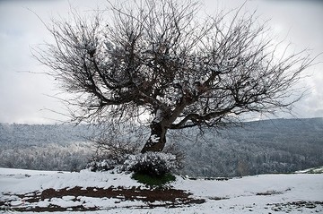 بارش برف در مازندران
