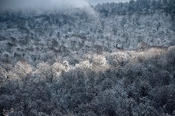 بارش برف در مازندران