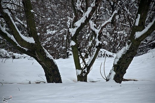 بارش برف در مازندران