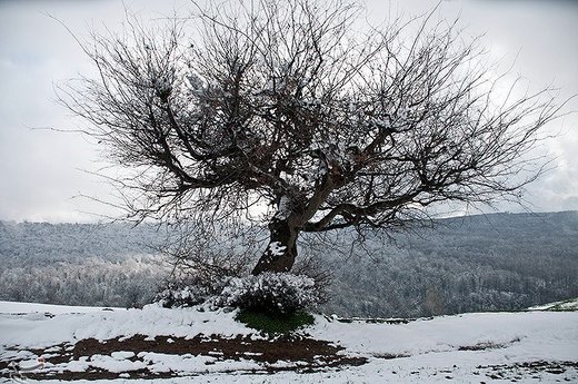 بارش برف در مازندران