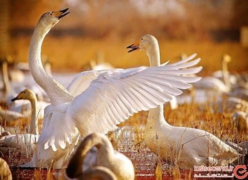 تالاب میانکاله مازندران، بهشت پرندگان