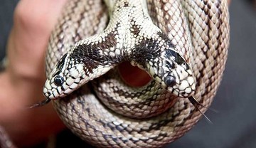 تصاویر | نمایشگاه خزندگان با حضور شاه مار ۲ سر!