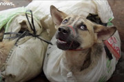 فیلم | تعطیلی بزرگ‌ترین کشتارگاه سگ در کره‌جنوبی (۱۶+)