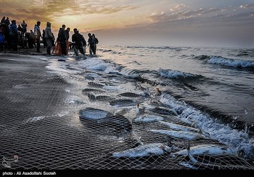 صید ۱۰۰۰ تنی ماهی استخوانی از دریای خزر
