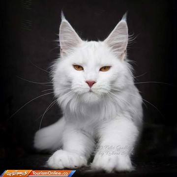 گربه نژاد مین کوون