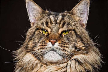 تصاویر | غول مهربان؛ گربه ای با یک نژاد خاص! 