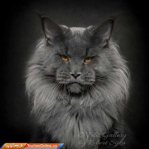 گربه نژاد مین کوون