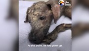 فیلم | ویدئوی دیدنی نجات سگ ولگرد از یک قدمی مرگ