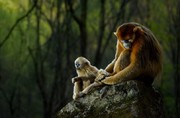 عکس | بچه میمون و پدرش در عکس روز نشنال جئوگرافیک