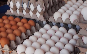 تخم‌مرغ کیلویی۵۸۰۰/ تخم‌مرغ روی دست مرغداران باد کرد 