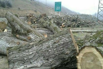دستگاه‎های استانی در مسأله قطع درختان ارسباران کوتاهی کرده‎اند‎