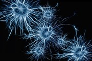 نورون‌ها می‌توانند اطلاعات مغز را فیلتر کنند‍