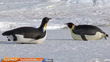 دوربین جاسوسی در دنیای حیوانات