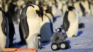 دوربین جاسوسی در دنیای حیوانات