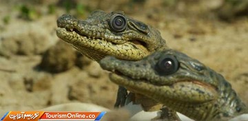 دوربین جاسوسی در دنیای حیوانات