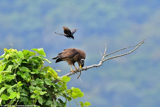 فرود یک پرنده سیاه کوچک بر روی عقاب در تایوان