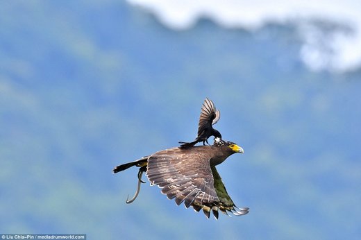 فرود یک پرنده سیاه کوچک بر روی عقاب در تایوان
