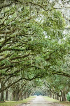 سایت تاریخی Wormsloe