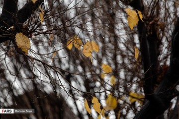 بارش زمستانی باران در تهران