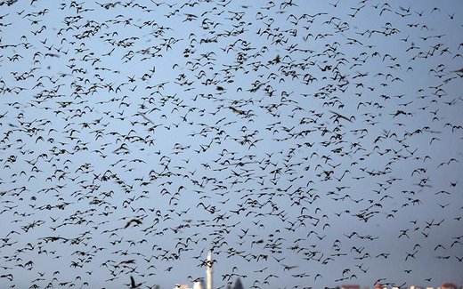 پرواز دسته جمعی پرندگان مهاجر در آسمان فلسطین اشغالی